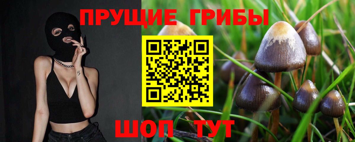 Псилоцибиновые грибы мицелий Владикавказ